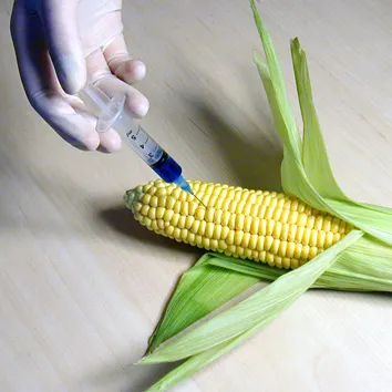 Agent Green dă în judecată Ministerul Agriculturii şi ANPM: Cele două instituţii ţin secrete locaţiile culturilor modifcate genetic 