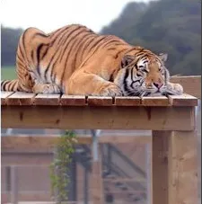 Un tigru s-a blocat pe un turn din grădina zoologică Bristol - VEZI VIDEO
