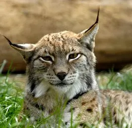 Animăluţele de la Zoo Bucureşti pot fi urmărite live pe internet, prin Digital Zoo