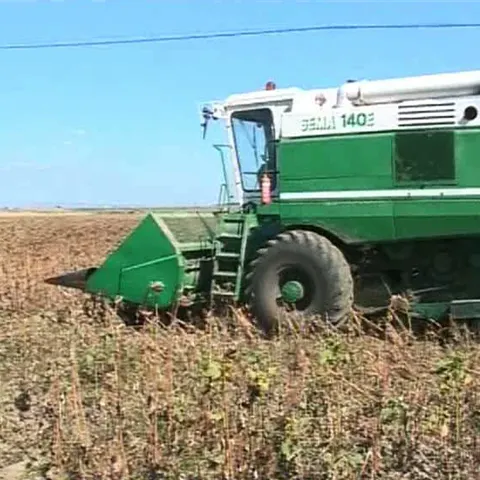 Producţia de floarea-soarelui este la jumătate faţă de anul trecut în Buzău 
