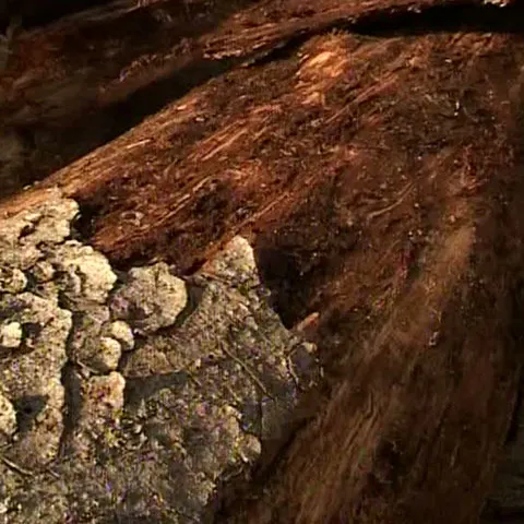 Rezervaţia Naturală Munţii Rodnei din Bistriţa, atacată de gândaci