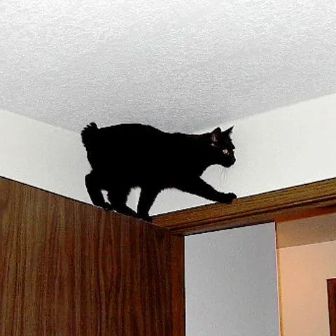 Rasa Manx, vedeta Expoziţiei Internaţionale Feline de la Sala Palatului