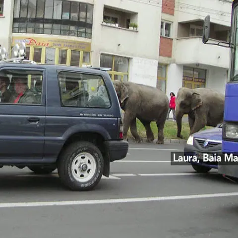 Elefanţii au ieşit la plimbare pe o stradă din Baia Mare
