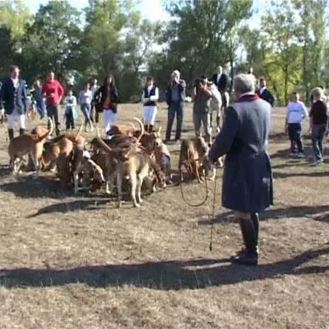 O vânătoare cu haită de ogari a fost organizată la Satu Mare
