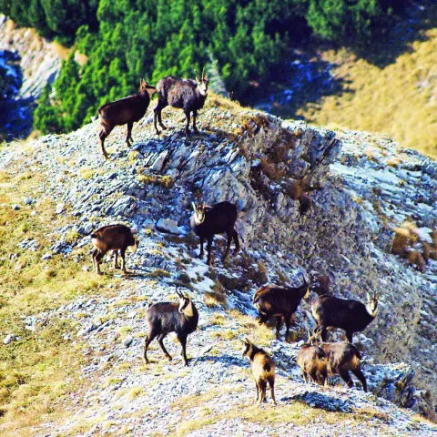 Natura 2000: E inacceptabil ca finanţarea protecţiei naturii să fie blocată de birocraţie