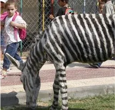 O grădină zoologică pictează măgarii ca să arate ca zebrele