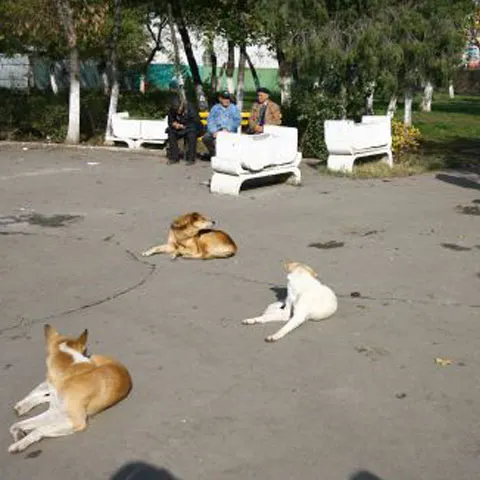 Bucureştenii se simt cel mai deranjaţi de poluarea aerului şi de câinii fără stăpân