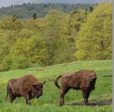 Unul dintre cei şase zimbri transferaţi din Franţa în rezervaţia de la Vama Buzăului a murit pe drum
