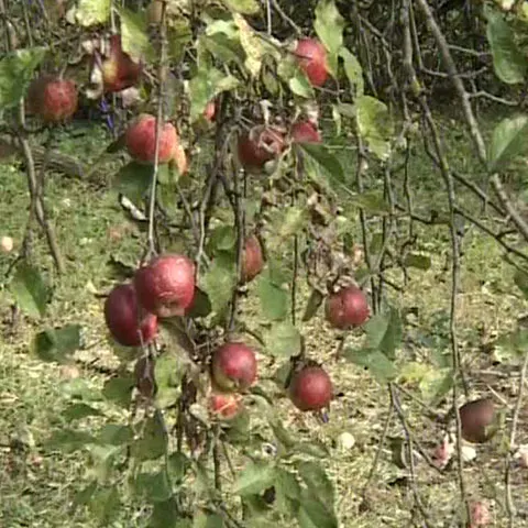 Temperaturile scăzute au compromis culturile agricultorilor din Bistriţa Năsăud