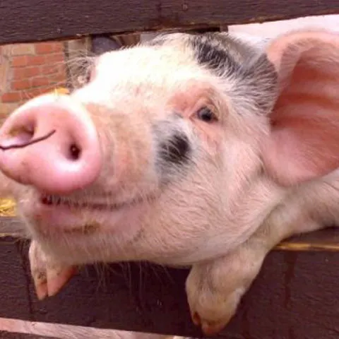 ANSVSA a intensificat monitorizarea la graniţă pentru a preveni pătrunderea de animale din Rusia