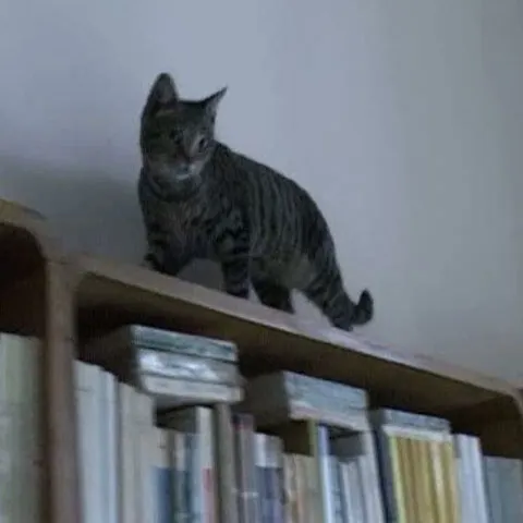O pisică prinde rozătoarele bibliotecii din Govora