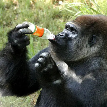 Maimuţele de la o grădină zoologică din Siberia beau vin roşu pentru a se apăra de gripa porcină