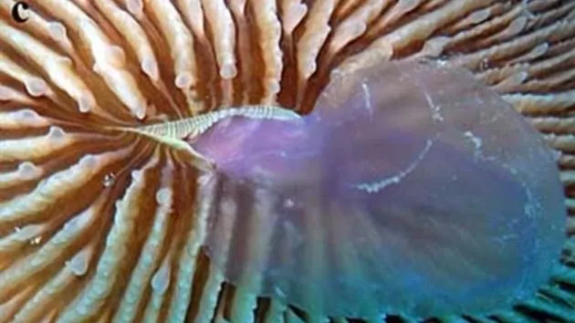 Un coral a fost surprins în timp ce mânca o meduză - FOTO 