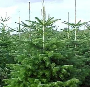 Braşovenii vor cumpăra brazi de import