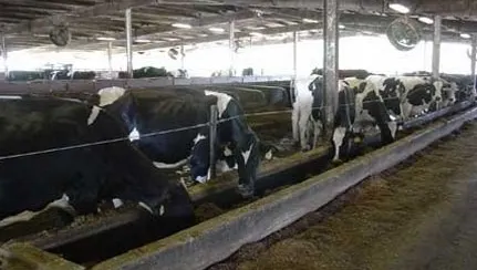 Tot mai mulţi braşoveni solicită eliberarea subvenţiilor pentru animale