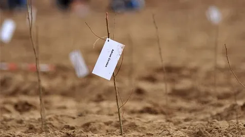 Zece hectare de teren vor fi plantate în Ploieşti 