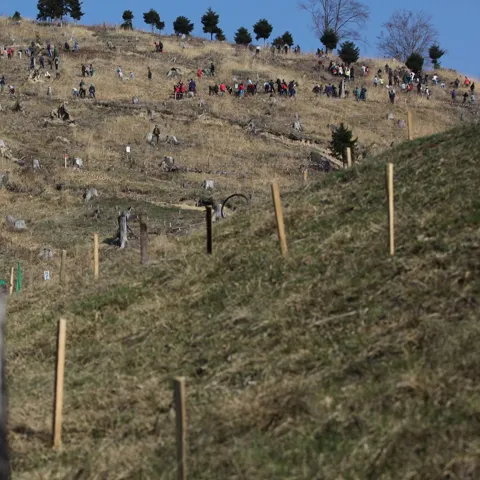"România prinde rădăcini" şi în judeţele Teleorman şi Timiş