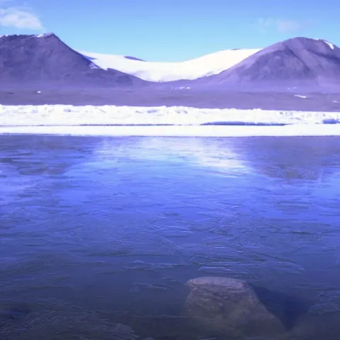 Virusuri noi descoperite în Antarctica