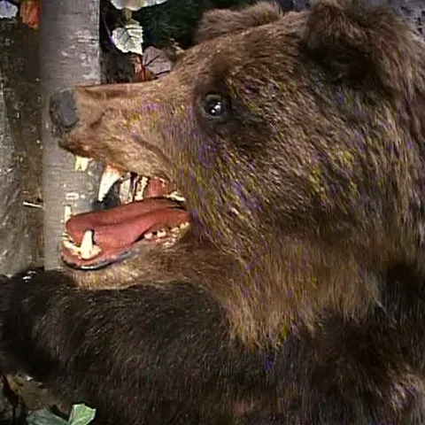 Animalele împăiate pot fi auzite în Muzeul Văii Teleajenului din Prahova