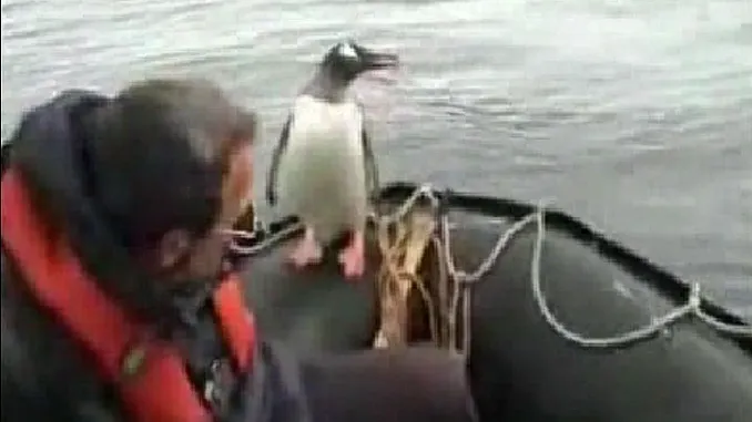 Un pinguin a scăpat de orci sărind într-o barcă - VEZI VIDEO 