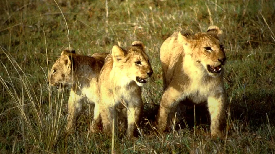 Patru pui de leu crescuţi la curte în România vor fi duşi în Africa
