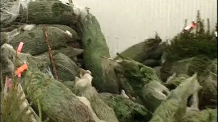 Comercianţii din Deva au abandonat în pieţe brazii nevânduţi