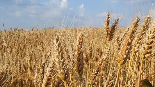 Criza alimentară în 2010, fără subvenţii şi cu mai puţin grâu 