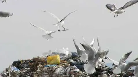 Zece primării din Argeş au fost amendate pentru că nu au închis gropile de gunoi