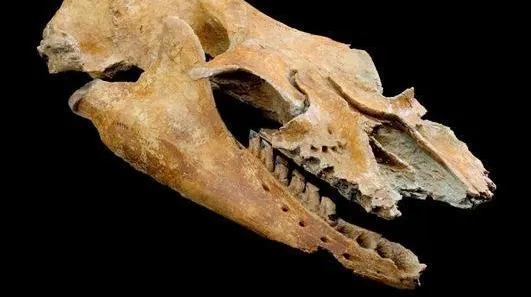O fosilă australiană relevă noi date despre originea balenelor