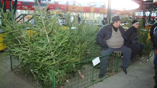 La Braşov brazii au preţuri cuprinse între 15 şi 150 de lei  