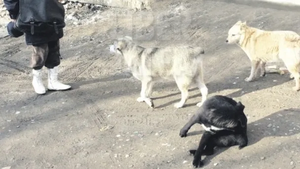 O femeie din Gorj a murit după ce a fost atacată de o haită de câini