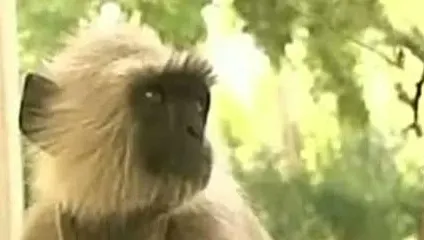 O maimuță a dclanșat o pană de curent la nivel național în Kenya. Cum a reușit acest lucru