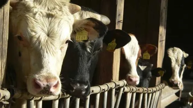 Bovinele, lovite de un nou virus, depistat pentru prima dată în Europa. Cercetătorii avertizează asupra răspândirii în Germania