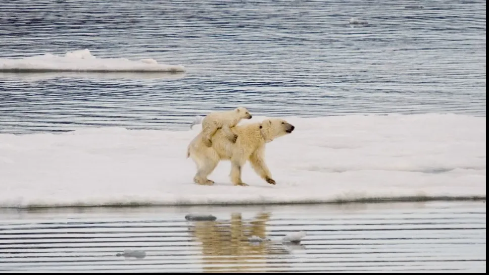 Petiție online pentru salvarea ultimului urs polar din Argentina 