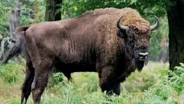 Lovitură grea pentru programul de repopulare a zimbrilor în România. 21 de animale au fost găsite moare în Munții Țarcu