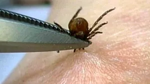 Alertă pentru turiști, după ce un virus potențial mortal a fost descoperit într-o destinație populară din Spania
