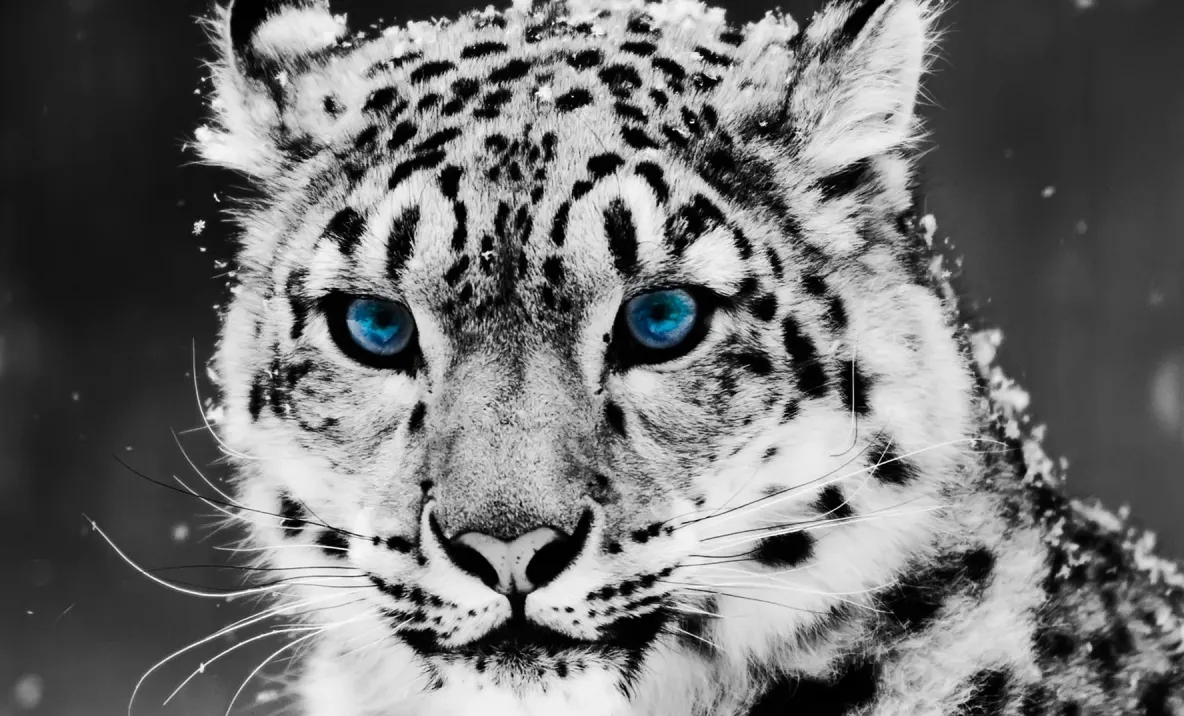 Incident ȘOCANT: 3 leoparzi ai zăpezilor de la o grădină zoologică din Nebraska au MURIT de COVID