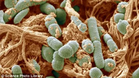 DESCOPERIRE Incredibilul efect al consumului de usturoi