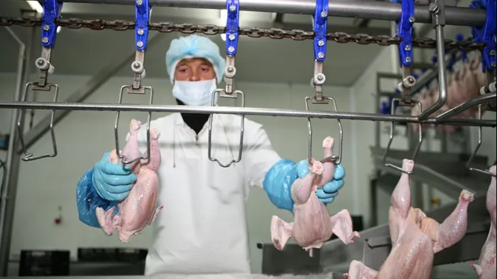 Nereguli GRAVE la abatorul Tönnies, din Germania. Ce măsuri au luat autoritățile din această țară