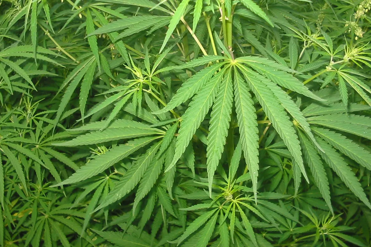 Român arestat în Franța după ce a încercat să transporte 65 de kilograme de cannabis cu un dric