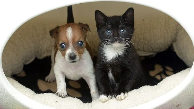 Cum îmbunătățesc animalele de companie sănătatea