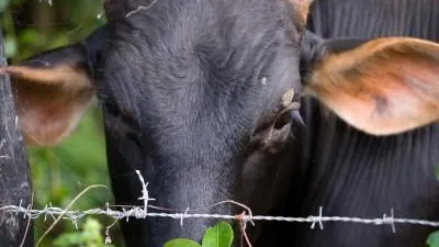 Alertă de antrax în Botoșani! Boala a fost confirmată la o vacă, deși animalul figura în acte ca fiind vaccinat