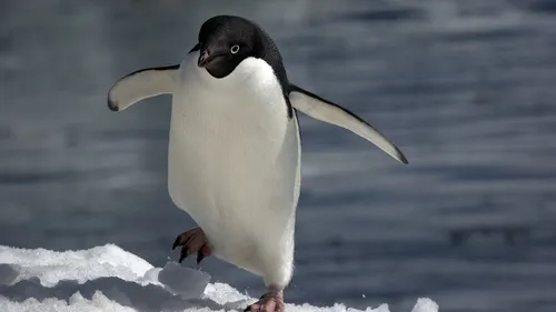 O specie de pinguin extrem de rară, descoperită în Noua Zeelandă, la o distanță de 3.000 de km de ”casă”