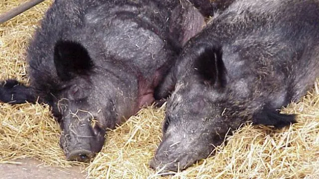 Focar de pestă porcină descoperit într-o pădure din Sălaj!