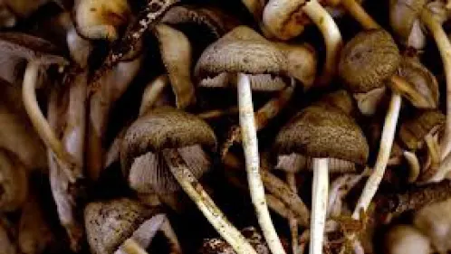 O ciupercă ar putea trata diabetul. Iată cum trebuie consumată