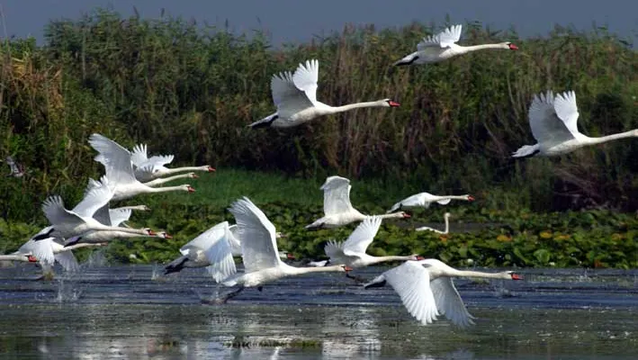 Delta Dunării va beneficia de 1 miliard de euro din fondurile europene