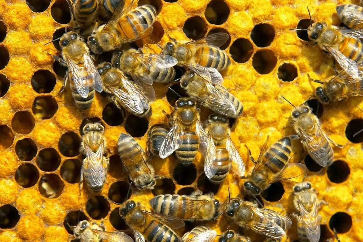 ALBINE CU SENZORI: Ajută la stoparea îmbolnăvirii insectelor