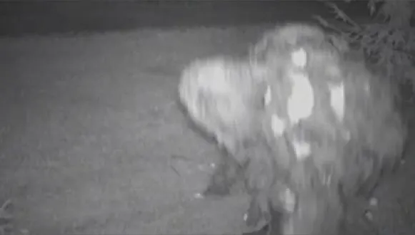 Un bărbat susține că l-a ucis pe Bigfoot și că are poze care să dovedească asta. Cum arată creatura