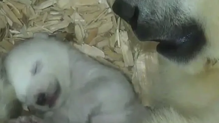 PREMIERĂ la ZOO în Munchen: MOMENTUL în care doi pui de urs polar deschid prima dată ochii