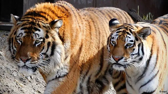 S-a aruncat în cuşca tigrilor pentru a fi mâncat. Ce a urmat este incredibil. VIDEO